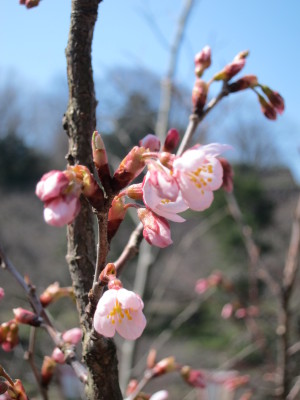 金沢市百間掘染井吉野